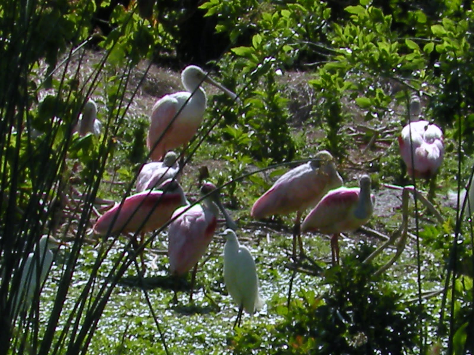 Les oiseaux de la Floride: Cardinal à poitrine rose